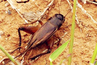 蚂蚱、蚱蜢、蝗虫、蝈蝈、蛐蛐有什么区别?(详