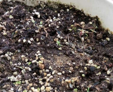 太阳花种子几月播种?怎么催芽?几月开花?--土