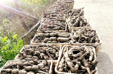 滋补佳品莲藕的种植时间、栽培方法和病虫害防