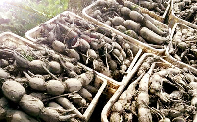 滋补佳品莲藕的种植时间、栽培方法和病虫害防