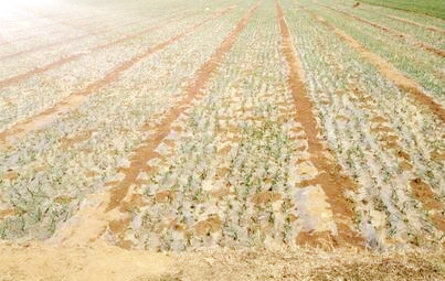 二年生草本植物洋葱的种植时间、栽培方法和病