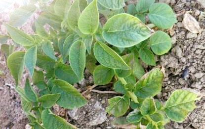 新型主粮土豆的种植时间、栽培方法和病虫害防