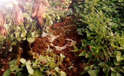 长寿食品红薯的种植时间、栽培方法和病虫害