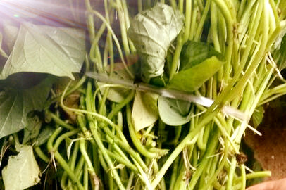 长寿食品红薯的种植时间、栽培方法和病虫害