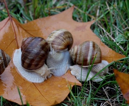 蜗牛是什么动物?是益虫还是害虫?对农作物有