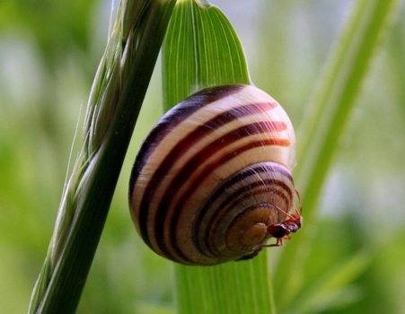 蜗牛是什么动物?是益虫还是害虫?对农作物有