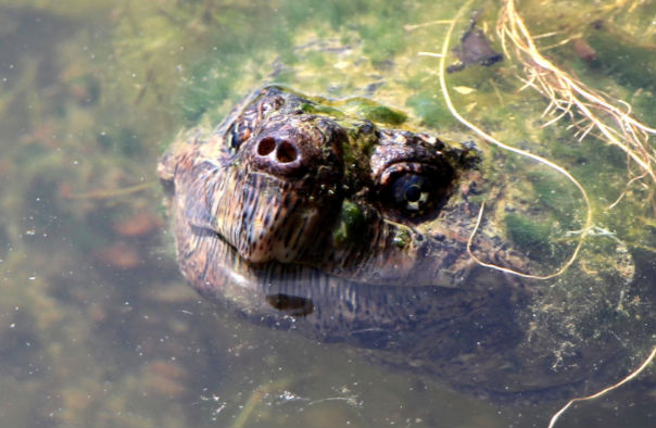 甲鱼多少钱一斤?2017养甲鱼赚钱吗(附甲鱼行