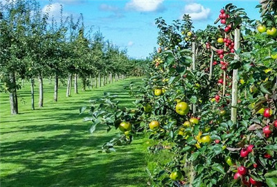 关于开展农业产业化示范基地提质行动的通知-