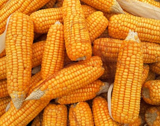 全国200个县推出专属农业大灾保险,农民将告别