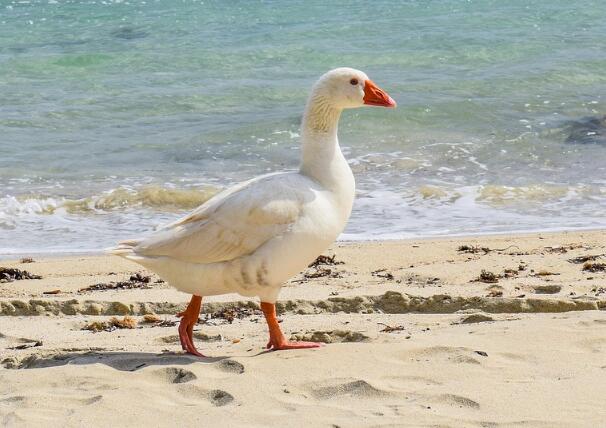 养1000只鹅利润有多少?养鹅成本与利润分析-