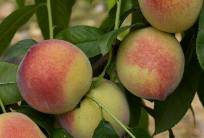 阳山水蜜桃几月份上市?主要品种有哪些?--土流