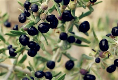 现在野生黑枸杞多少钱一斤?附野生黑枸杞的市