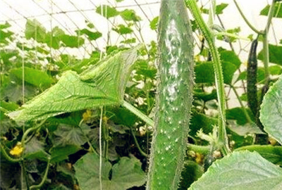 露地黄瓜什么时间种植?附种植栽培管理技术 -