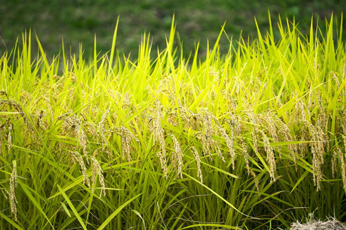 种植一亩水稻能赚多少钱?成本多少一亩?--