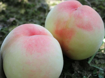 水蜜桃一般几月成熟?什么时候上市?多少钱一