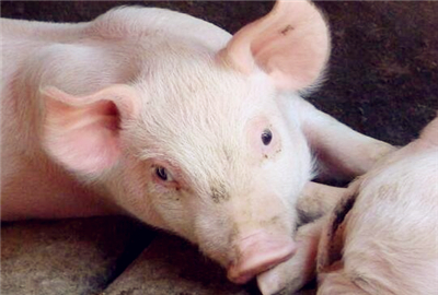 最近生猪价格下跌的原因是什么?2017年下半年生猪行情预测