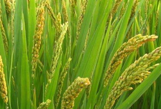 2017年四川粮补一亩地多少钱?几月份发放? -