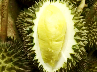 榴莲几月份成熟上市?什么时候吃最好?目前多