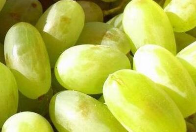 2017年马奶葡萄多少钱一斤?什么时候上市?怎