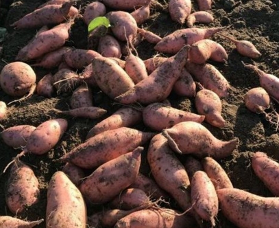 怎样种红薯产量高?中后期如何施肥?如何管理