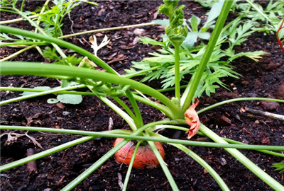 胡萝卜几月能种?种多久可收获?我国哪些地区