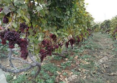 农业保险保费需要交多少钱?如果发生自然灾害