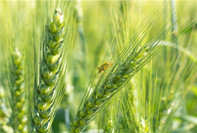 最新小麦保险政策:买了小麦保险,一亩能赔多少