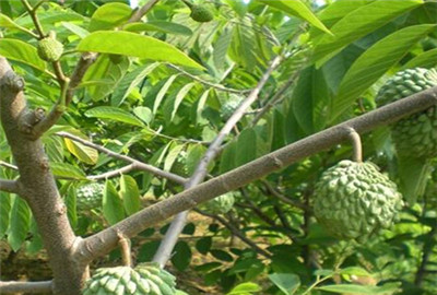 凤梨释迦多少钱一斤?怎么吃?有哪些作用及功