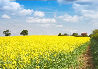 中国未来农业发展前景分析:五大趋势蕴含无限
