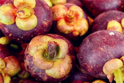 2017年山竹价格多少钱一斤?什么时候成熟?功