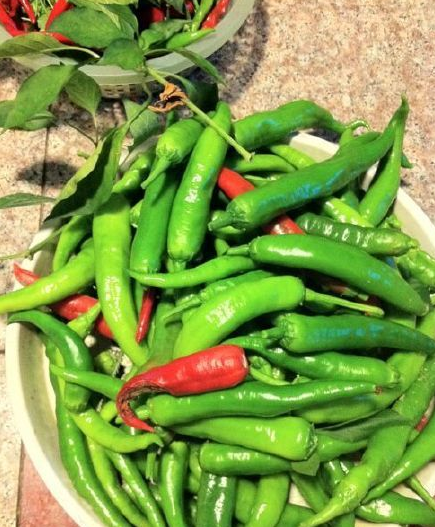 辣椒的价格多少钱一斤?2017年辣椒价格会跌吗