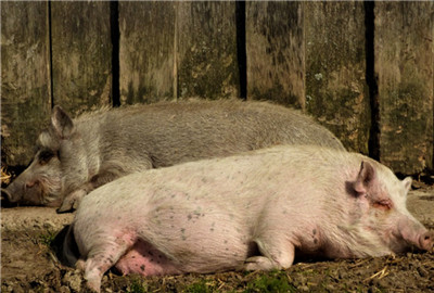生态养殖补贴政策:生猪养殖建设验收标准有哪