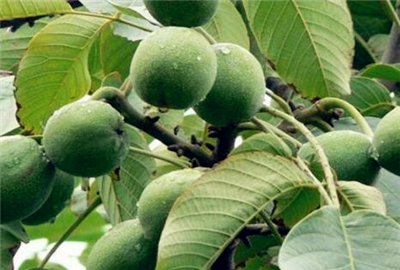 青皮核桃价格多少钱一斤?什么时候成熟?药用