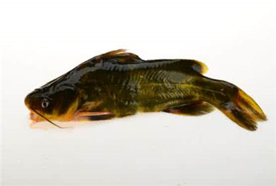 2017黄刺鱼多少钱一斤?有哪些营养价值及功效