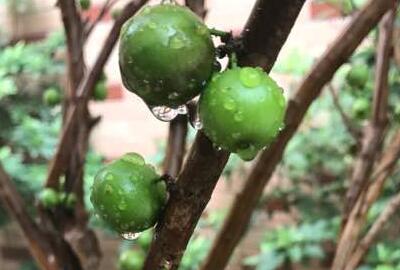 嘉宝果多少钱一斤?怎么吃?有哪些功效与作用