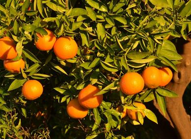 特色杂柑新品种及柚子类 - 土流网