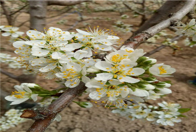 西梅多少钱一斤?有哪些功效与作用? - 土流网