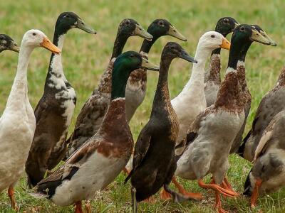 农村养鸭子利润怎么样?国家有补贴吗?技术有
