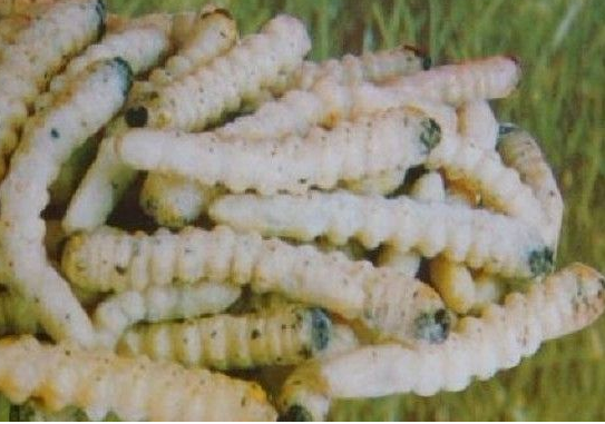 包虫多少温度可以杀死?怎么杀死包虫? - 土流网