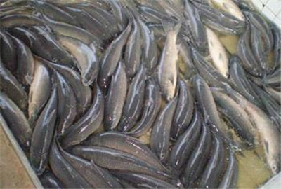 青鱼是淡水鱼还是海鱼?有什么营养价值?怎样