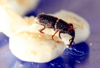 米虫是什么?对人有危害吗?怎么消灭? - 土流网