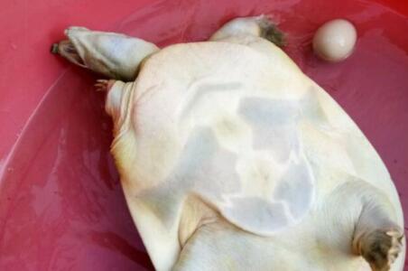 野生鳖与养殖鳖有什么区别?多少钱一斤? - 土流