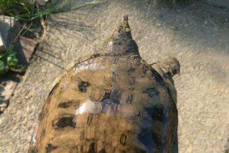 野生鳖与养殖鳖有什么区别?多少钱一斤? - 土流