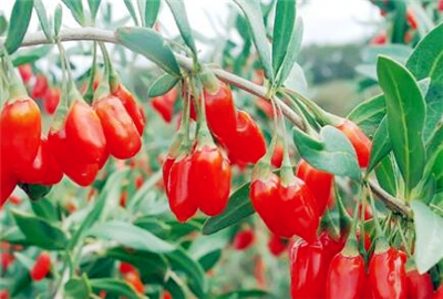 枸杞是哪里的特产?几月份成熟上市?品种有哪