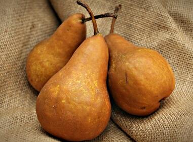 梨子在几月份成熟能收获?生长周期要多久?有