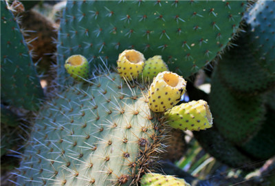普通的青仙人掌结的果实能吃吗?有哪些营养功