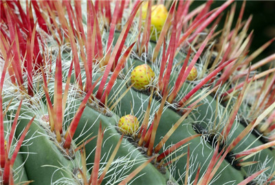 普通的青仙人掌结的果实能吃吗?有哪些营养功