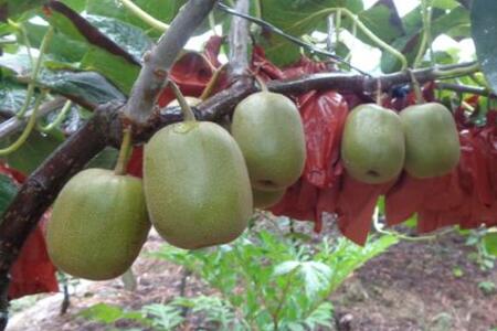 红心猕猴桃几月份上市?多少钱一斤?哪里的最