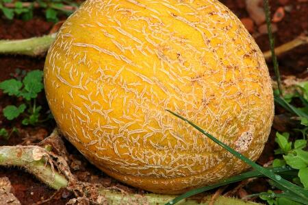 草莓、蓝莓、西瓜、哈密瓜叶子发黄怎么办?是