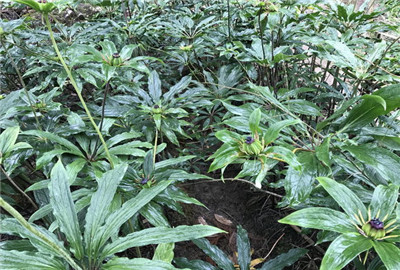 重楼价格是多少钱一斤?有哪些功效与作用? - 土